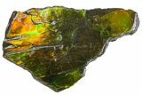 Iridescent Ammolite (Fossil Ammonite Shell) - Alberta, Canada #162368-2